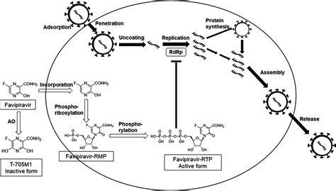 fapvip|Understanding the pharmacokinetics of Favipiravir:。